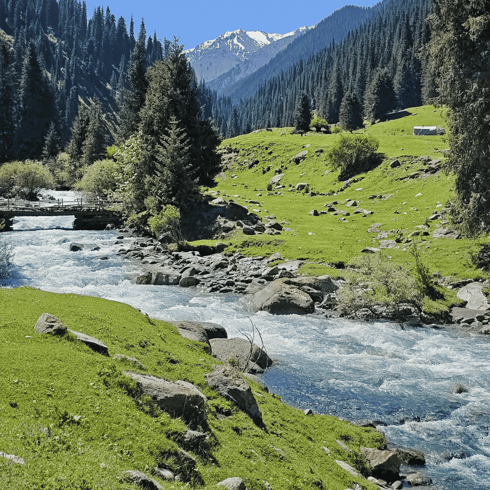 Kashmir Delight