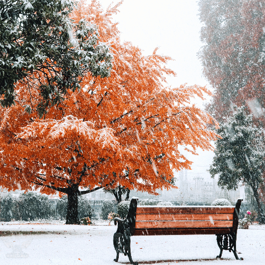 Kashmir Bliss