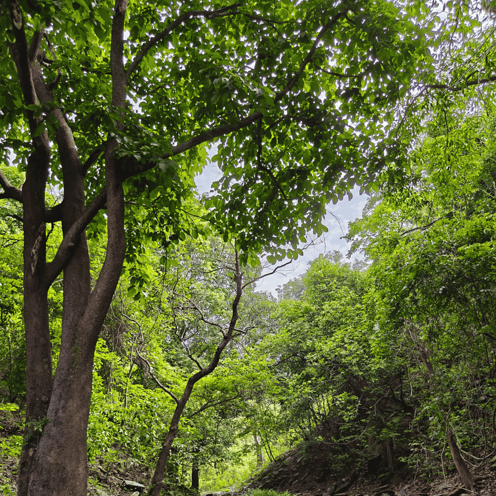 Shades of Jharkhand